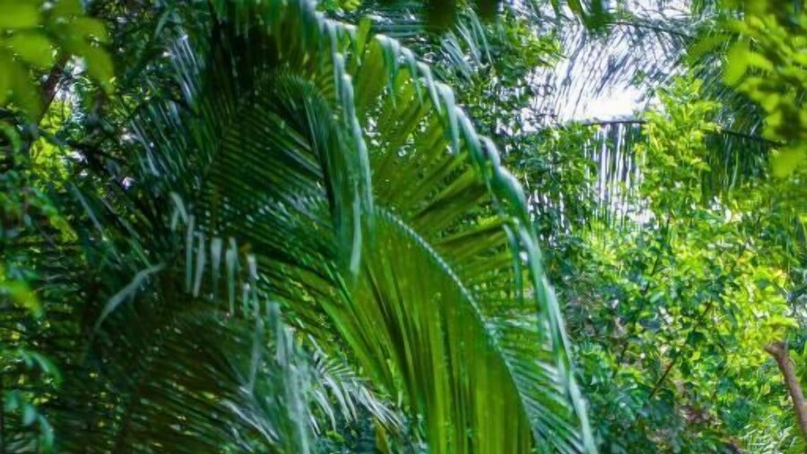 Tronco Tambopata Adventure