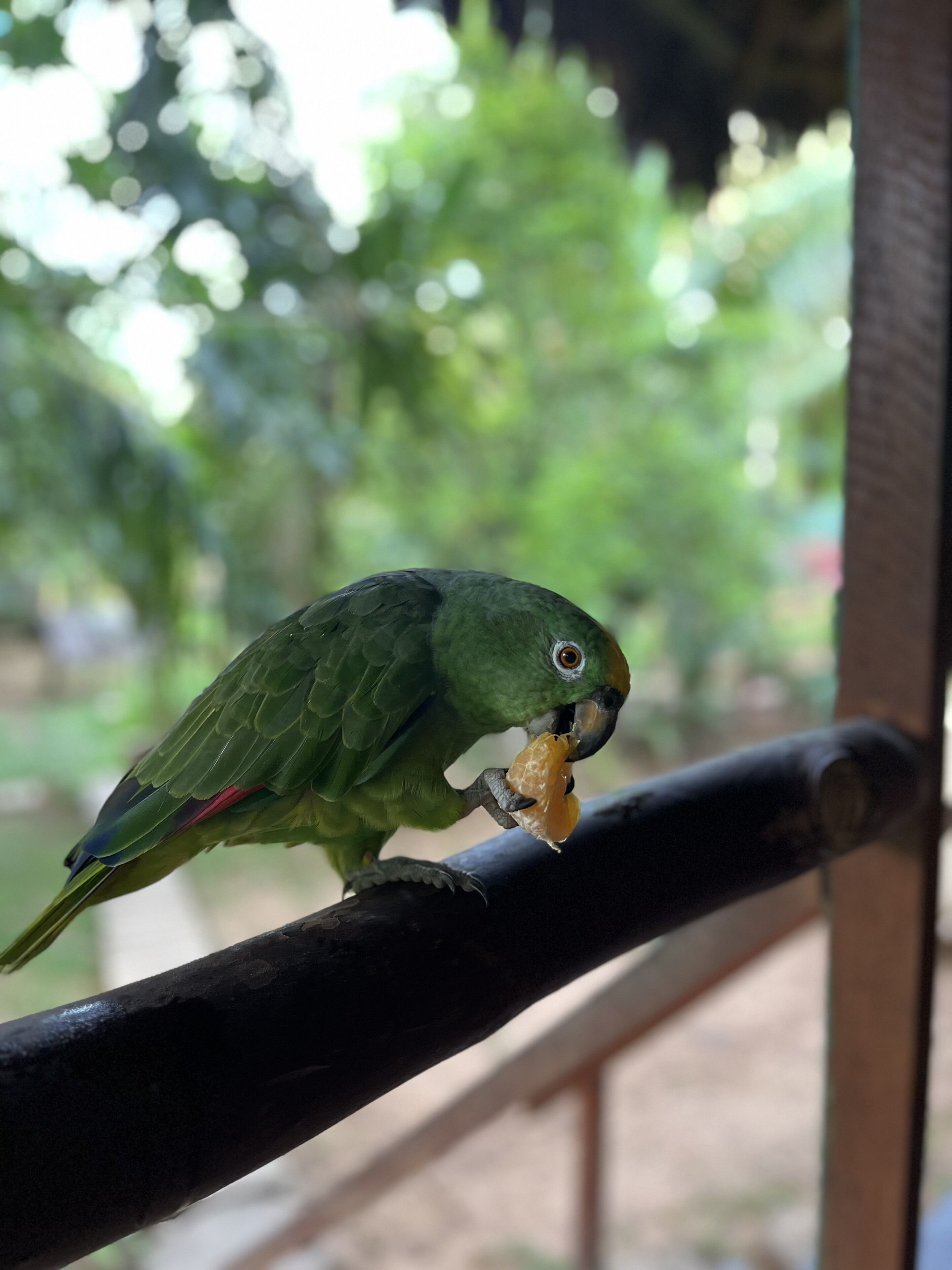 A green parrot perched on a black railing with a blurred green background.