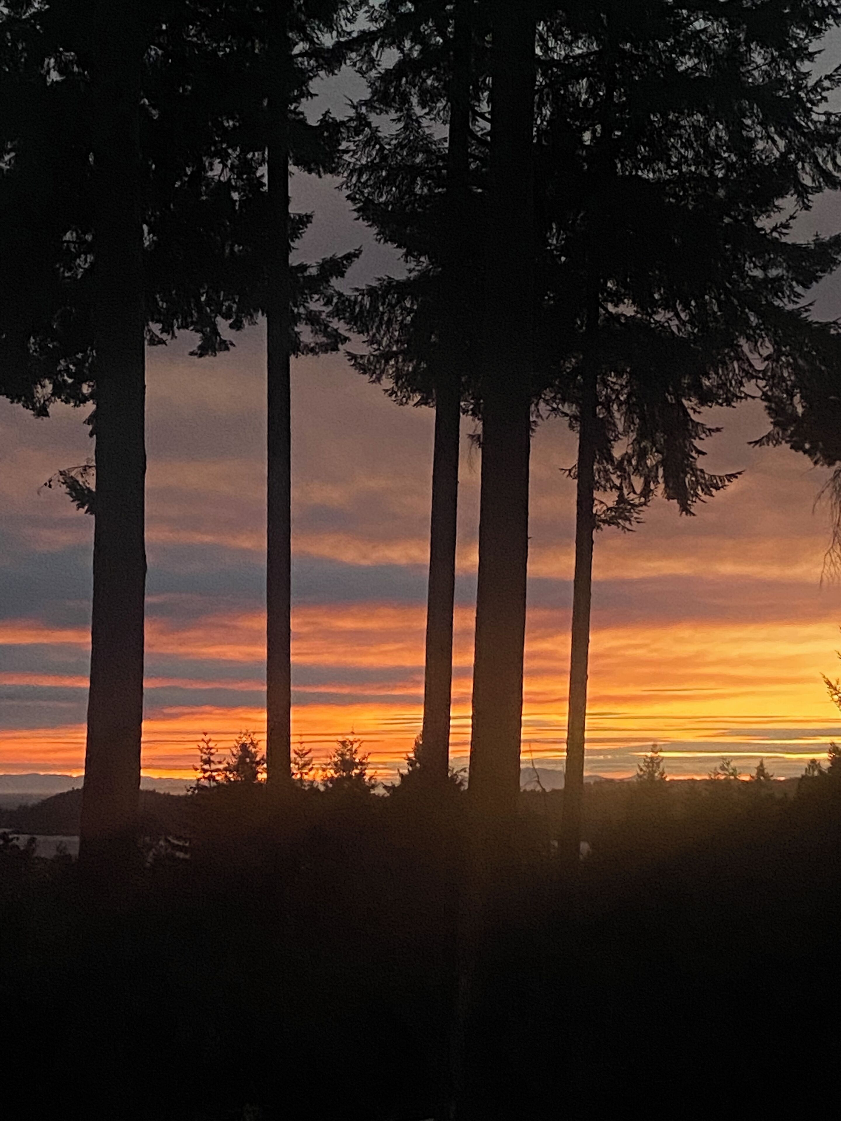 A silhouette of tall trees against a sunset sky.