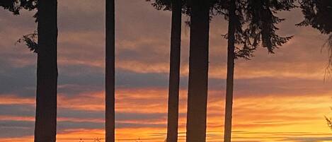 A silhouette of tall trees against a sunset sky.