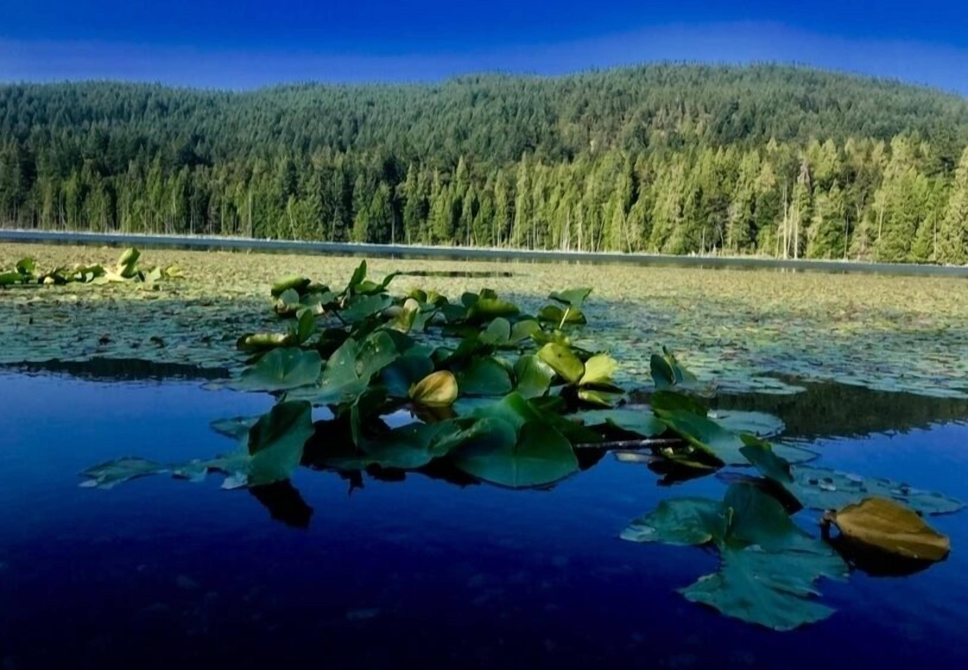A calm lake with lily pads and a forested hill in the background.