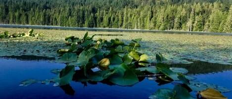 A calm lake with lily pads and a forested hill in the background.