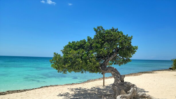 A tree on a sandy beach with clear blue water in the background. - Charming apartment in peaceful Noord, Aruba (Noord)