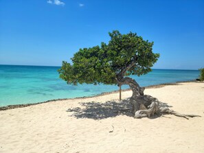 Et træ på en sandstrand med klart, blåt vand i baggrunden.