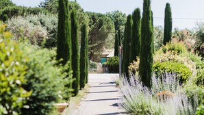 Un sendero bordeado por setos cuidados y altos cipreses, que conduce hacia un edificio distante.