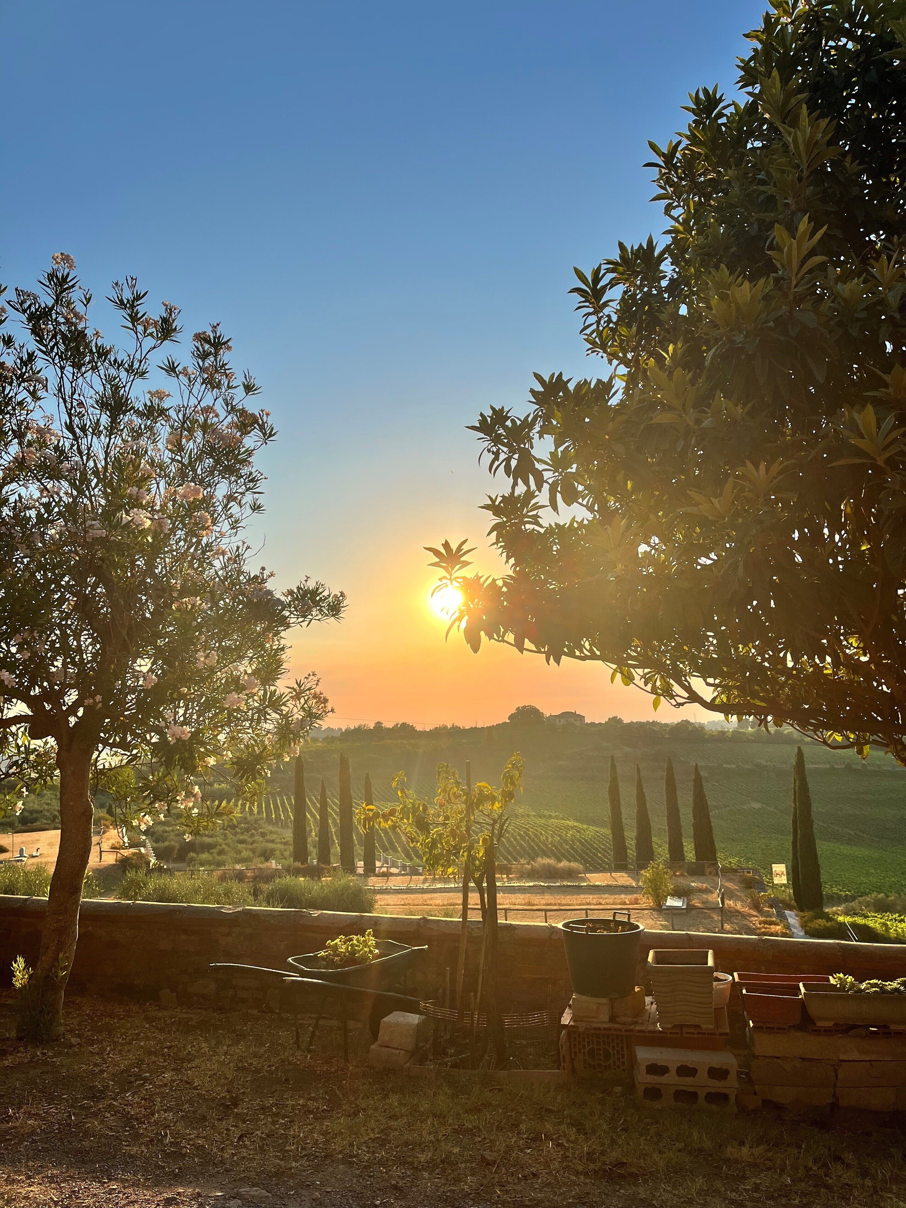 A vineyard with rows of grapevines and a clear sky.