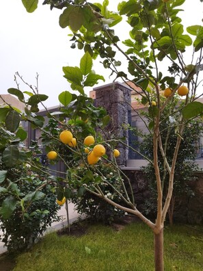 Garden - Rooms alCentro (Catania)