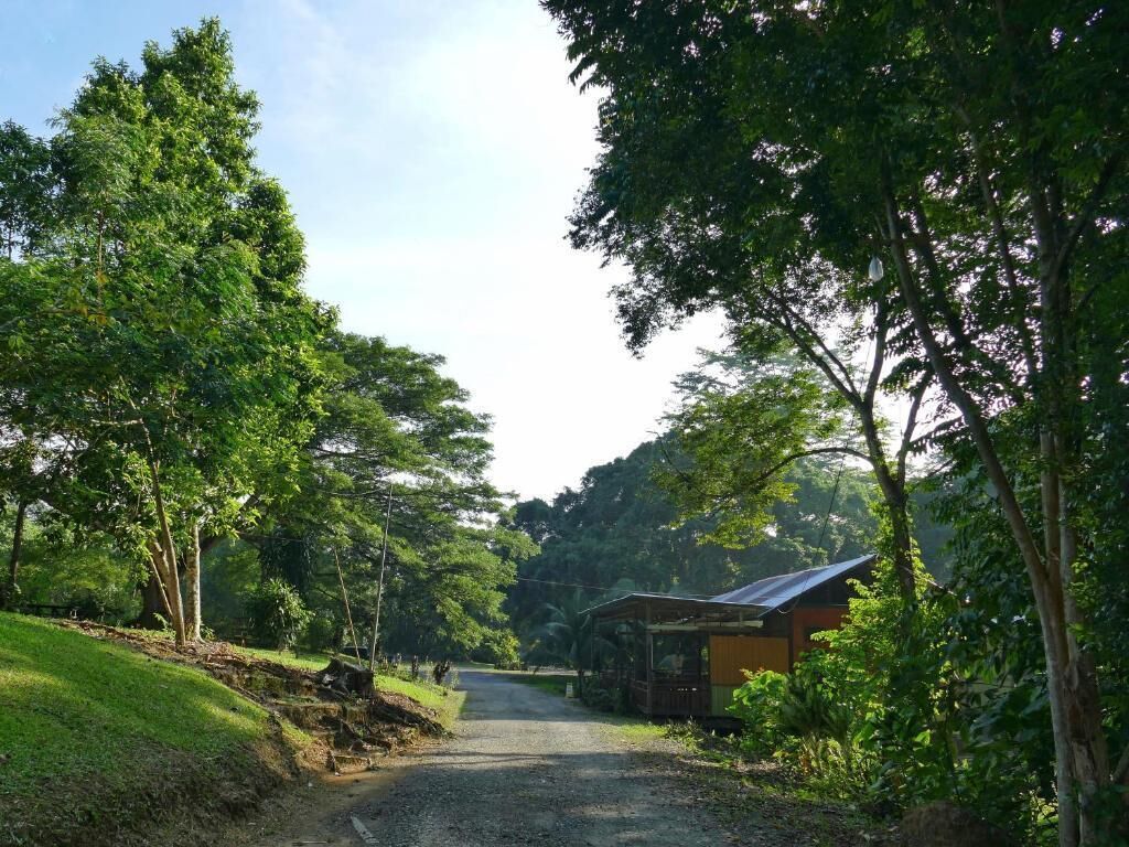A rural road leading to a small building with a corrugated metal roof, surrounded by lush greenery and trees.
