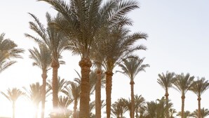 A pathway lined with palm trees and a well-maintained lawn, leading to a building with a traditional architectural style. - Siva Grand Beach  (Hurghada)