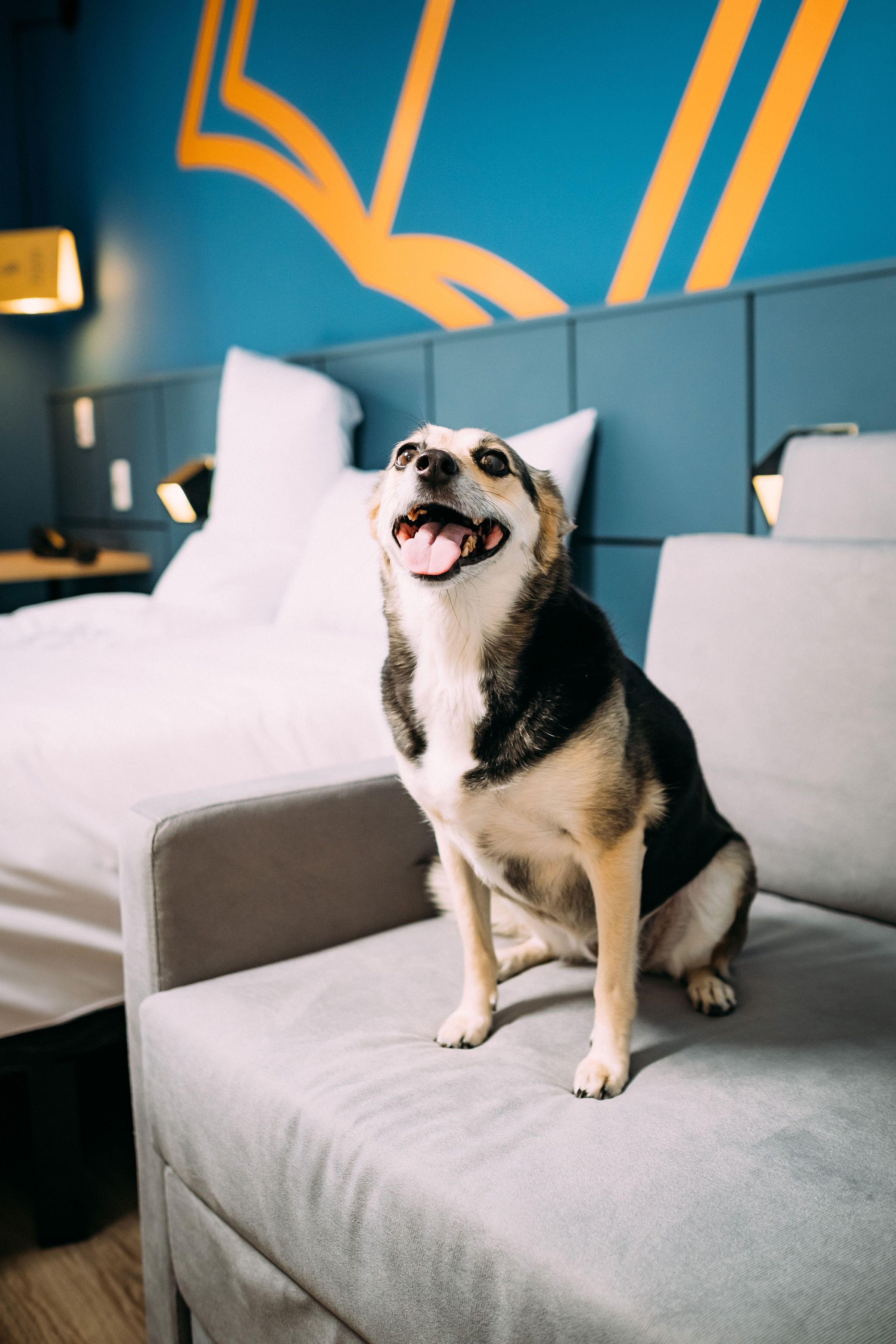 A dog sitting on a grey sofa in a modern hotel room with a blue accent wall and white bedding.