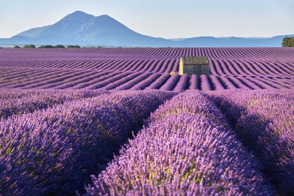 A lavender field with a stone structure in the center.