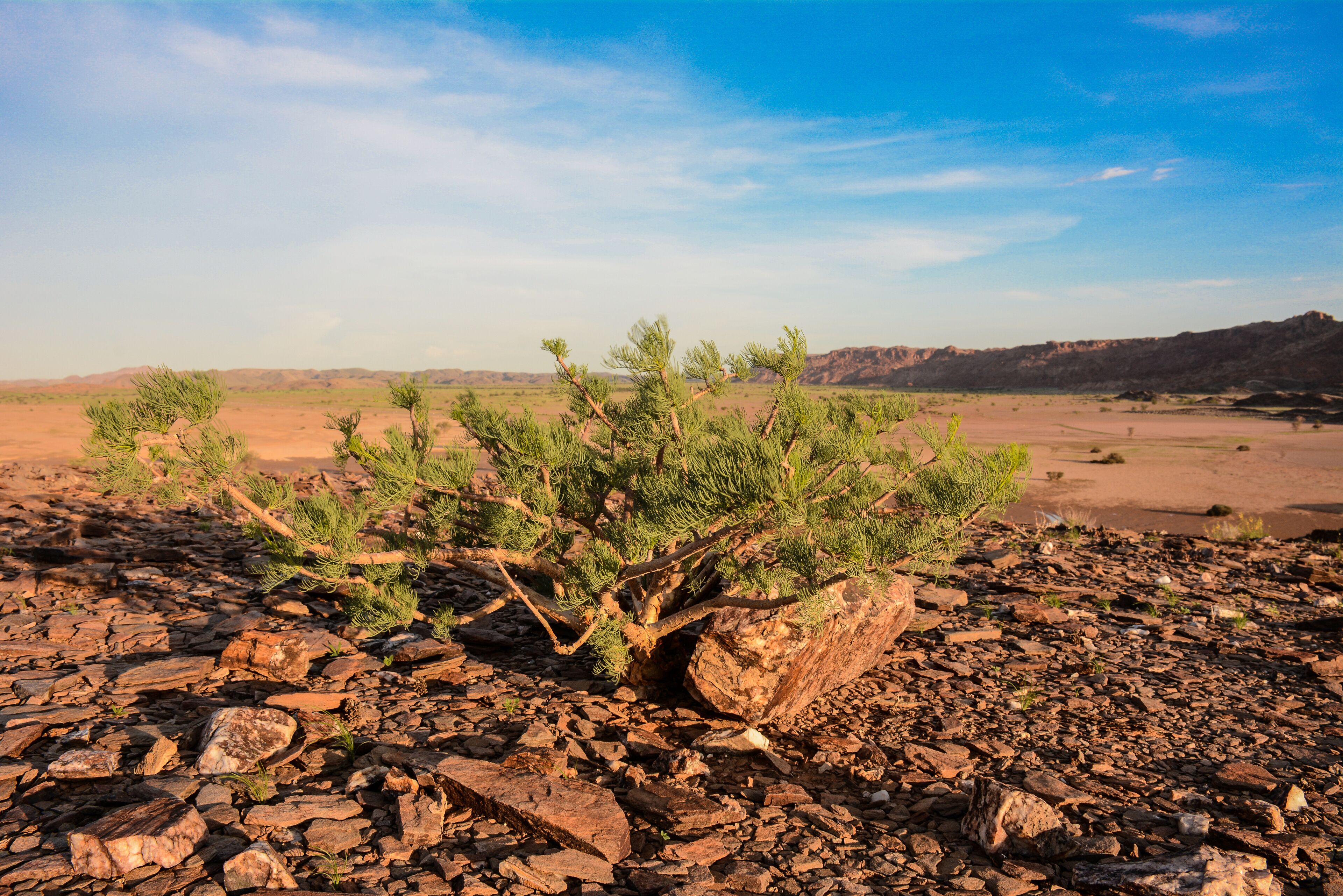 A rocky terrain with sparse vegetation and distant hills.