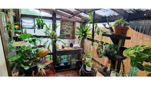 A greenhouse with various potted plants, a wooden shelf, and a hanging plant. - Cozy AF Tiny-House Oasis (Tampa)