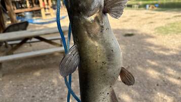 A fish hanging on a blue rope.