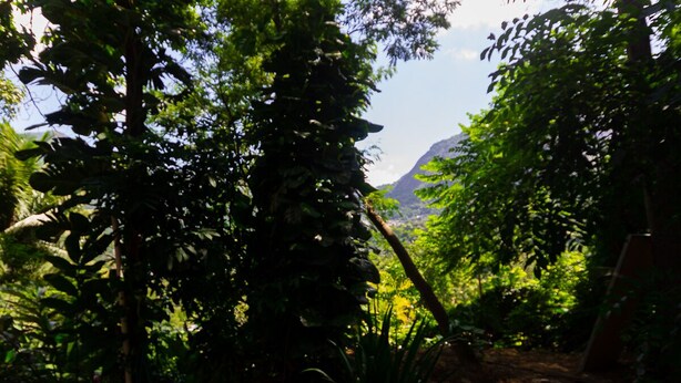 A lush garden with dense foliage and a mountain in the background. - Barra da Tijuca Guest Houses (Rio de Janeiro)