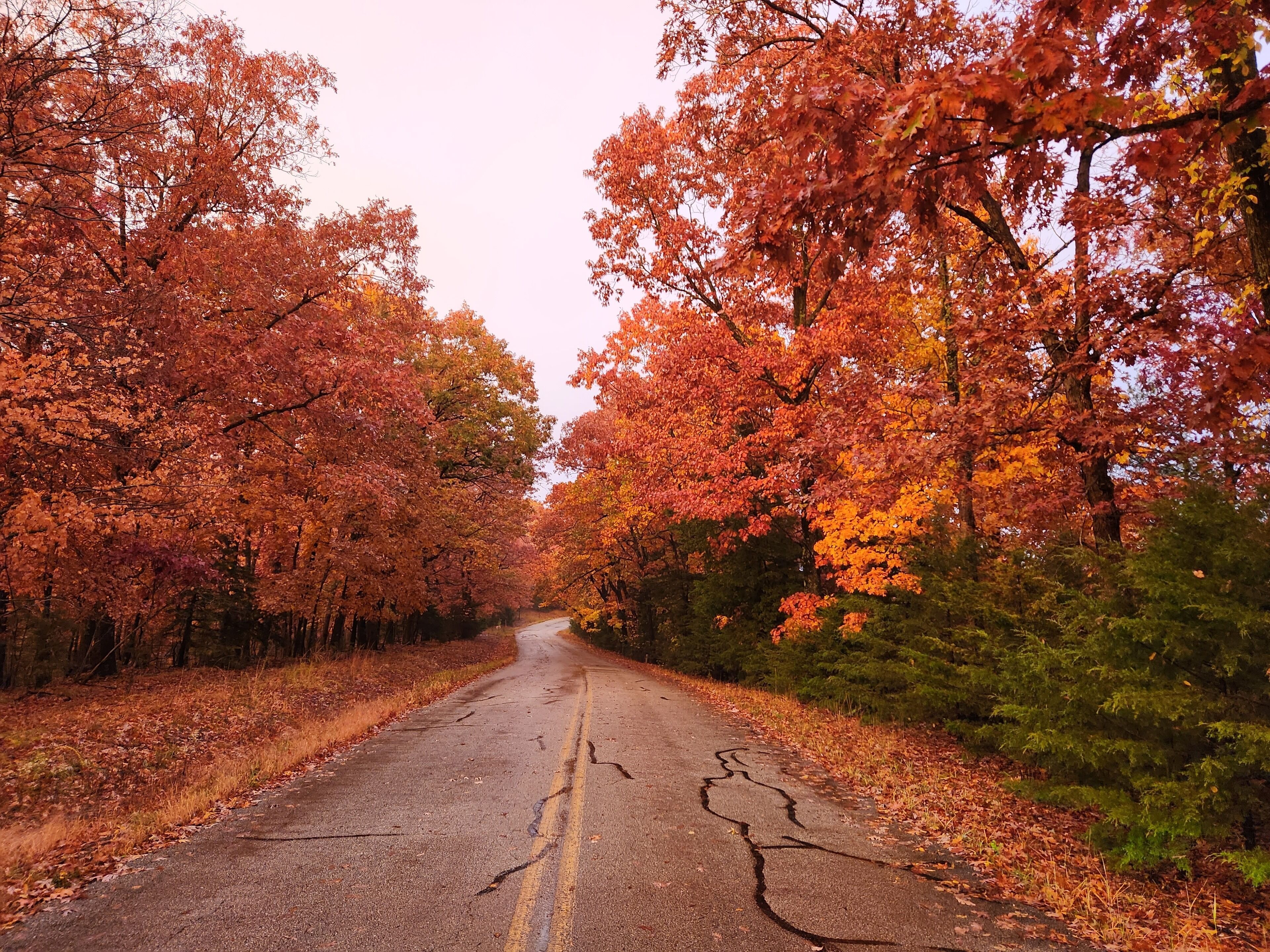 A road flanked by trees with autumn foliage.