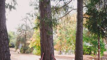 Een hangmat tussen bomen in een bebost gebied.