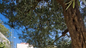 A garden with a hot tub, stone pathway, and a tree. - Olive House, luxury retreat (furore)