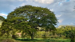 Een grote boom in een natuurlijke omgeving, met een bergachtig landschap op de achtergrond.