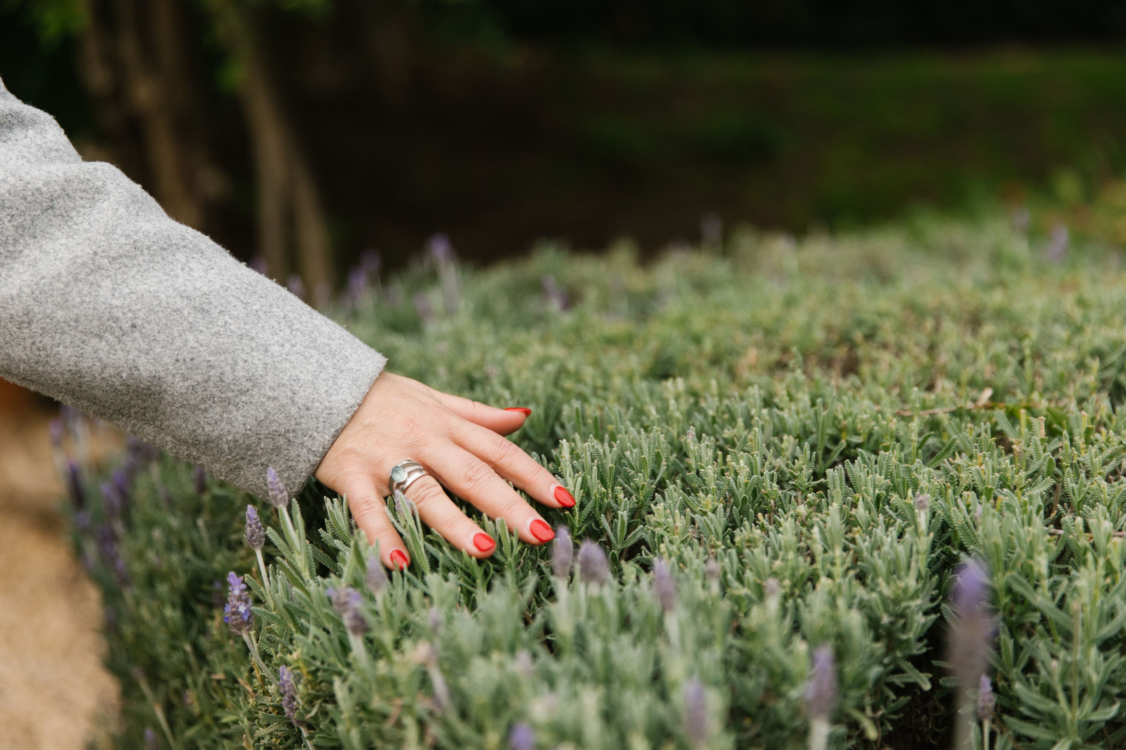 A hand with red nail polish touching a green plant.