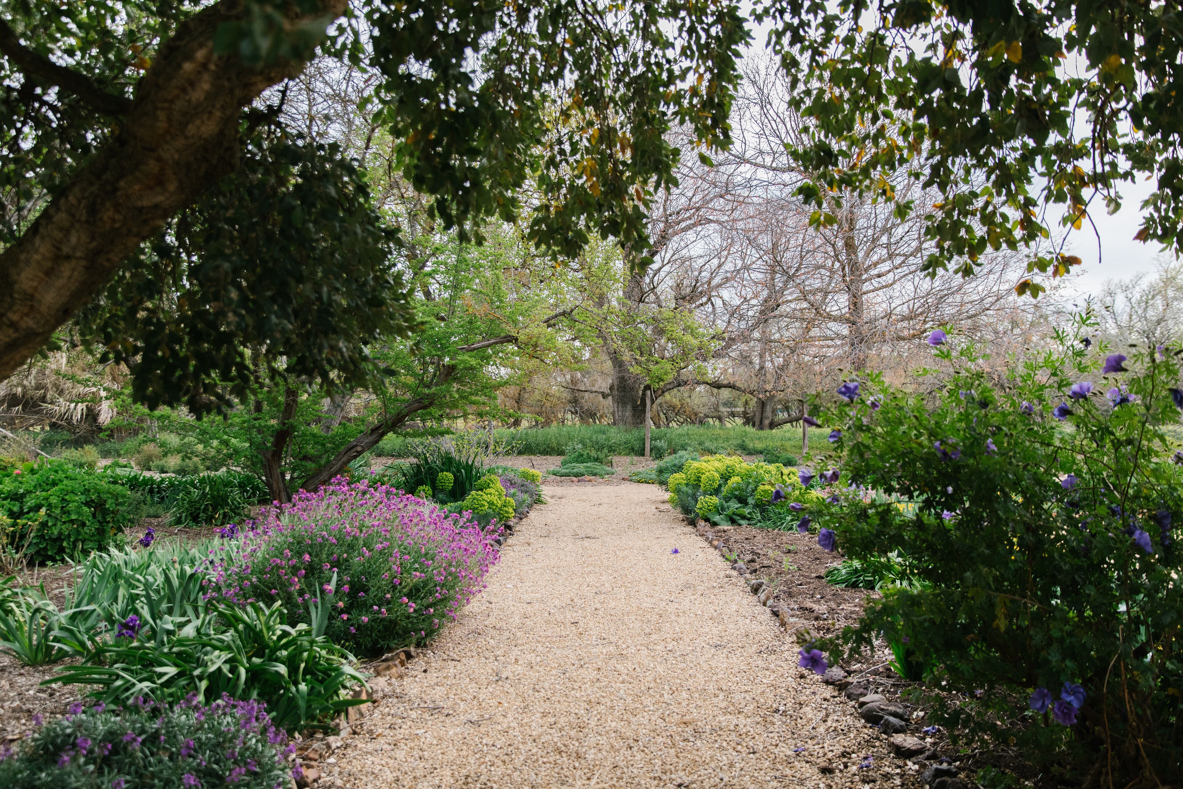 A gravel pathway in a garden with various plants and trees.