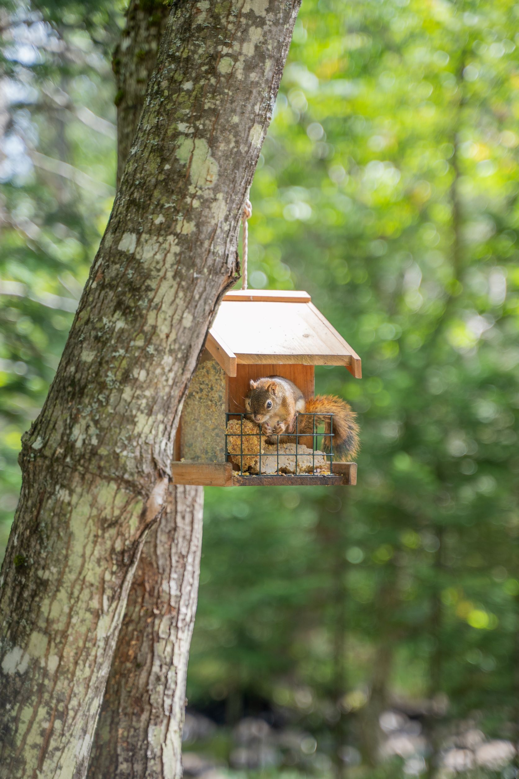 A squirrel in a wooden bird feeder attached to a tree.