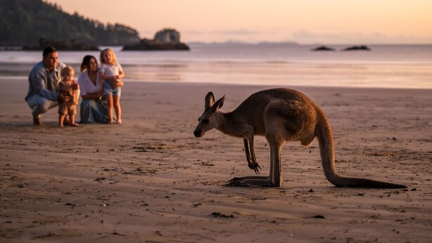 Eine Strandansicht mit einem Känguru im Vordergrund und einer Familie im Hintergrund.
