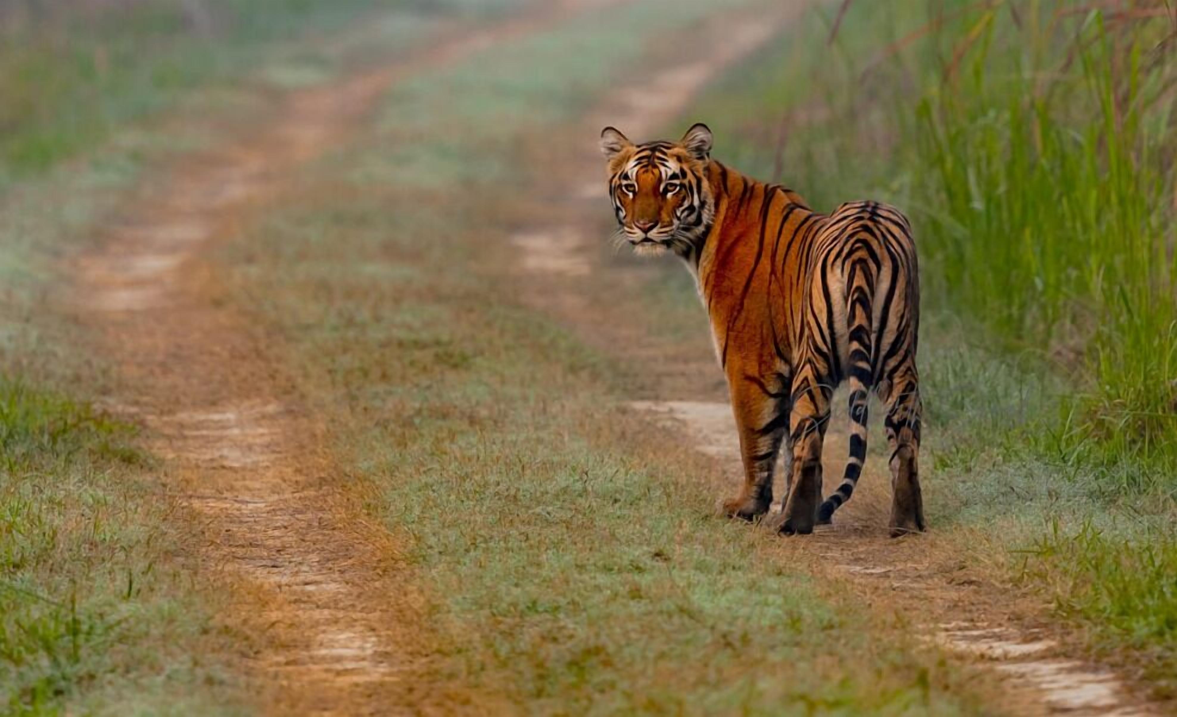 A tiger walking on a dirt path surrounded by grass.