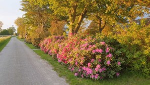 A rural road flanked by lush greenery and flowering bushes.