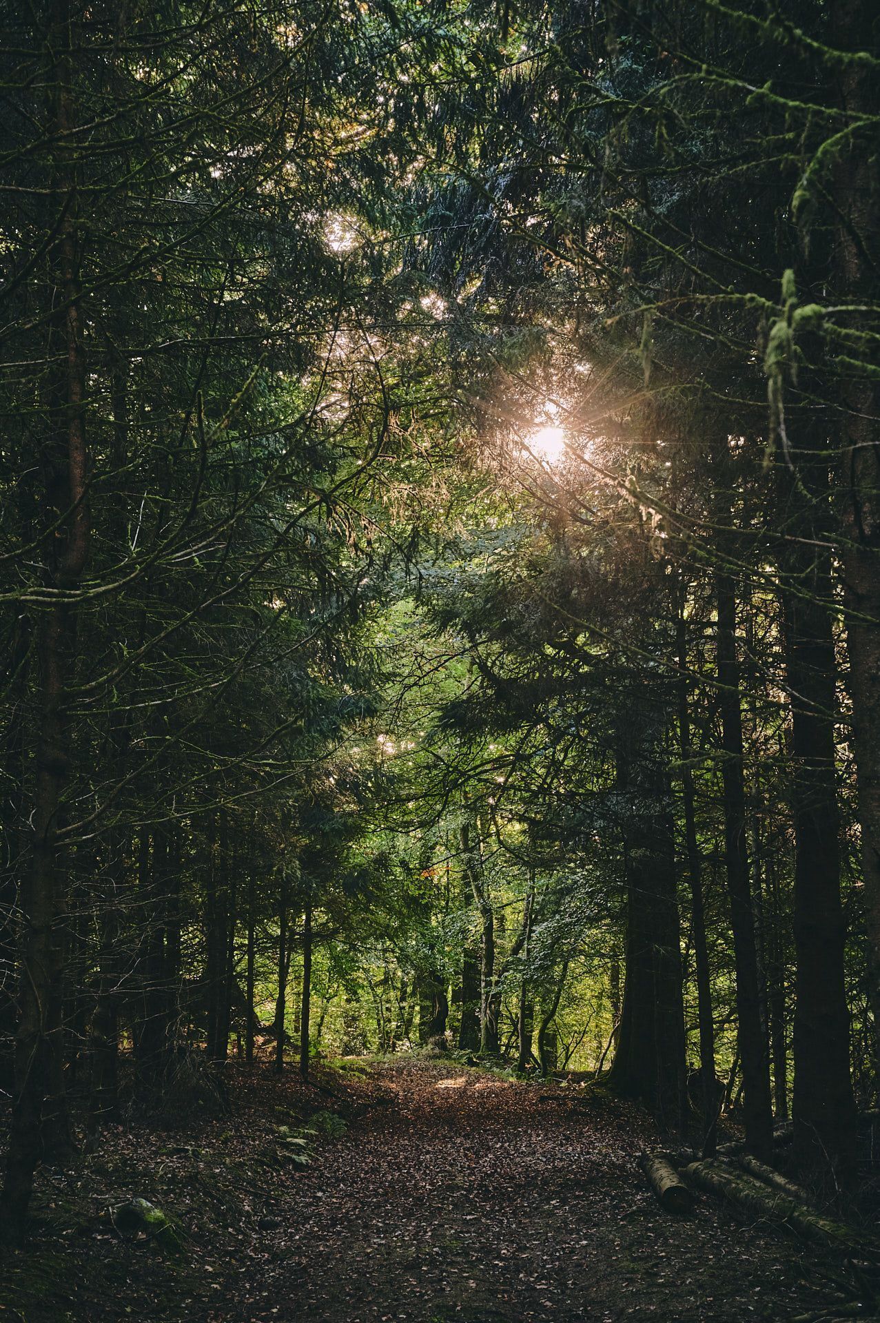 A forest path with sunlight filtering through the trees.