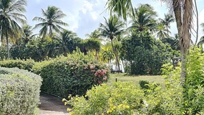 Ein Weg, umgeben von üppiger Vegetation und Palmen.