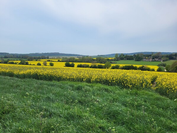 Paisaje rural con campos de flores amarillas y campos verdes, un sendero y edificios a lo lejos.