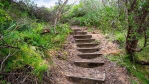A concrete staircase leading up a hill, surrounded by dense greenery and shrubs. - Malda's Retreat - Pet Friendly Absolute Beachfront (Culburra Beach)