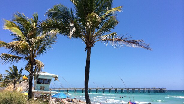 A beach with palm trees, a pier, and beachgoers.
