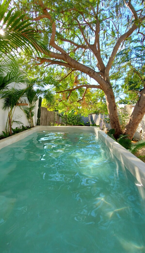 Outdoor pool, pool loungers