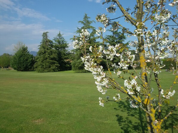 A golf course with a well-maintained green, trees, and flowering branches. - "encantea" lovely country house - apartment "Timo" (Lucca)