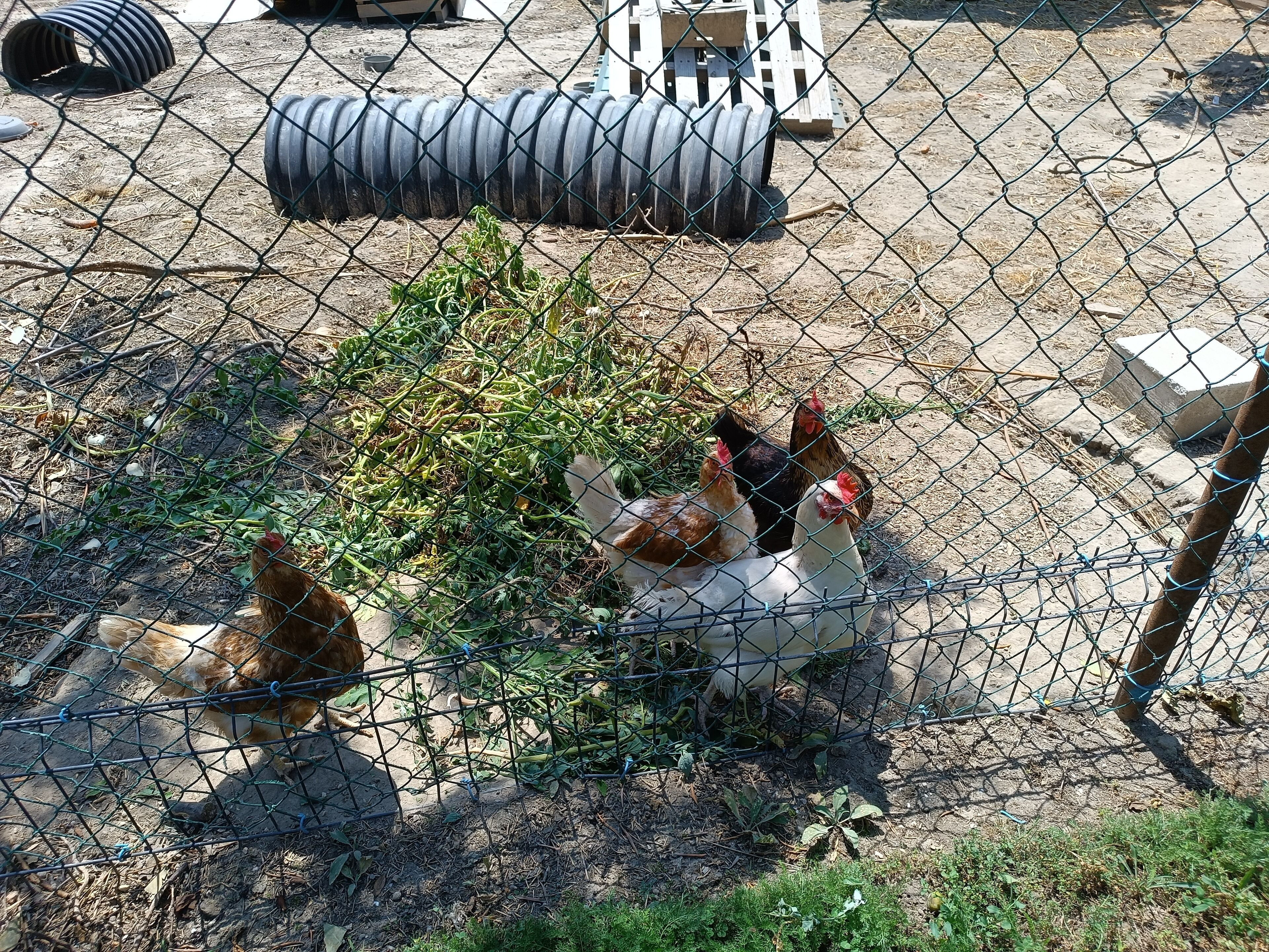 Un espace clôturé où se trouvent des poulets, et un tuyau d’arrosage enroulé en arrière-plan.