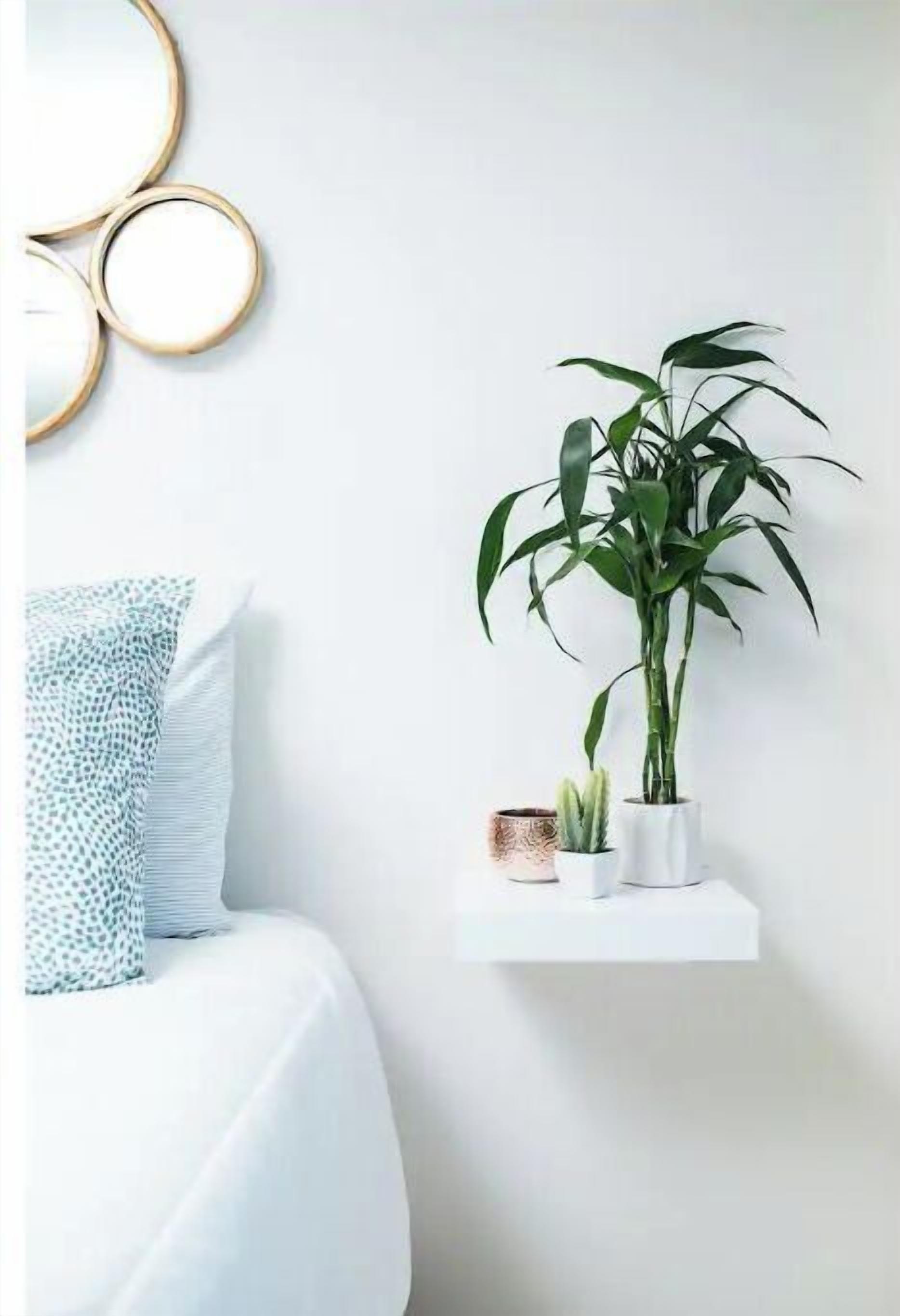 A bedroom with a bed, a white wall, a hanging circular mirror, and a potted plant on a shelf.