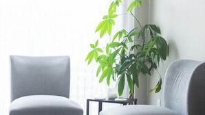 Un salon moderne avec deux fauteuils gris, une petite table d’appoint, une plante en pot et une fenêtre ornée de rideaux légers.