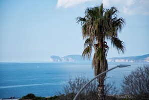 A palm tree by a coastal road with a clear view of the sea and distant cliffs. - Chiara s House in Alghero (Alghero)