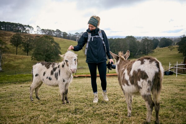 A person with a camera interacting with two goats in a grassy field with trees in the background. - Ultimate farmstay experience - 5 minutes from Jenolan (Oberon)