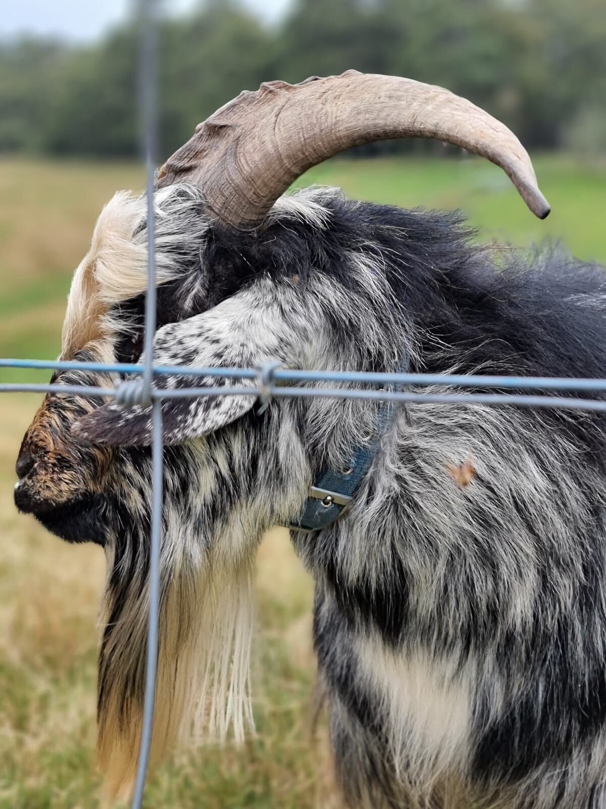 A goat with large curved horns and a black and white coat, standing behind a metal fence.