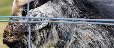 A goat with large curved horns and a black and white coat, standing behind a metal fence.