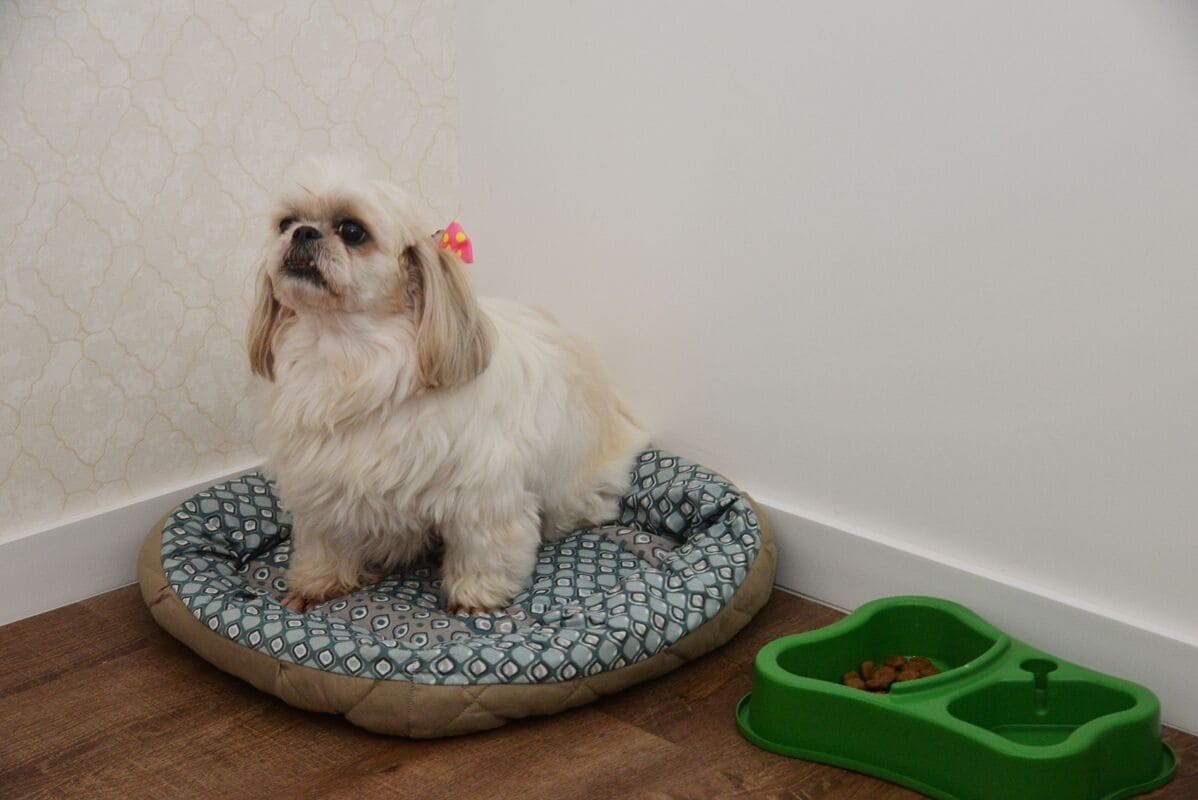 Un petit chien est allongé sur un coussin à motifs, près d’une gamelle verte.