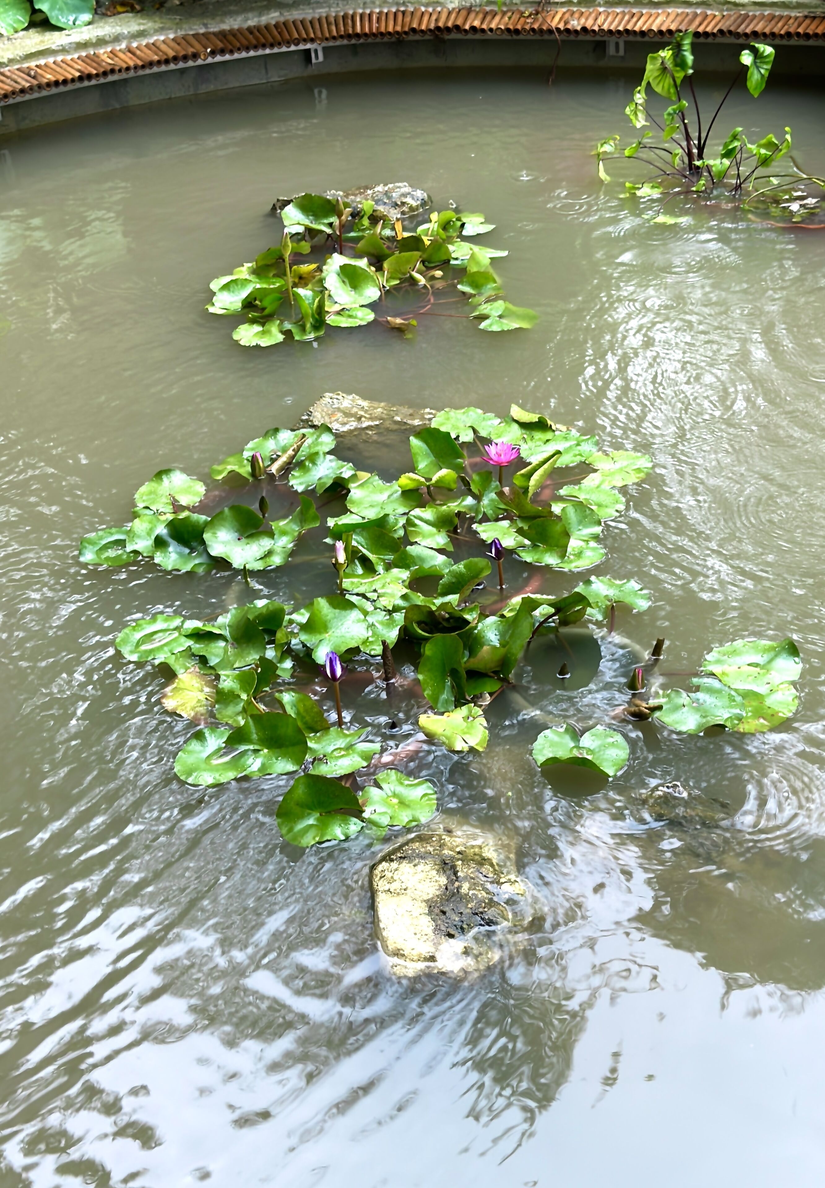 花園