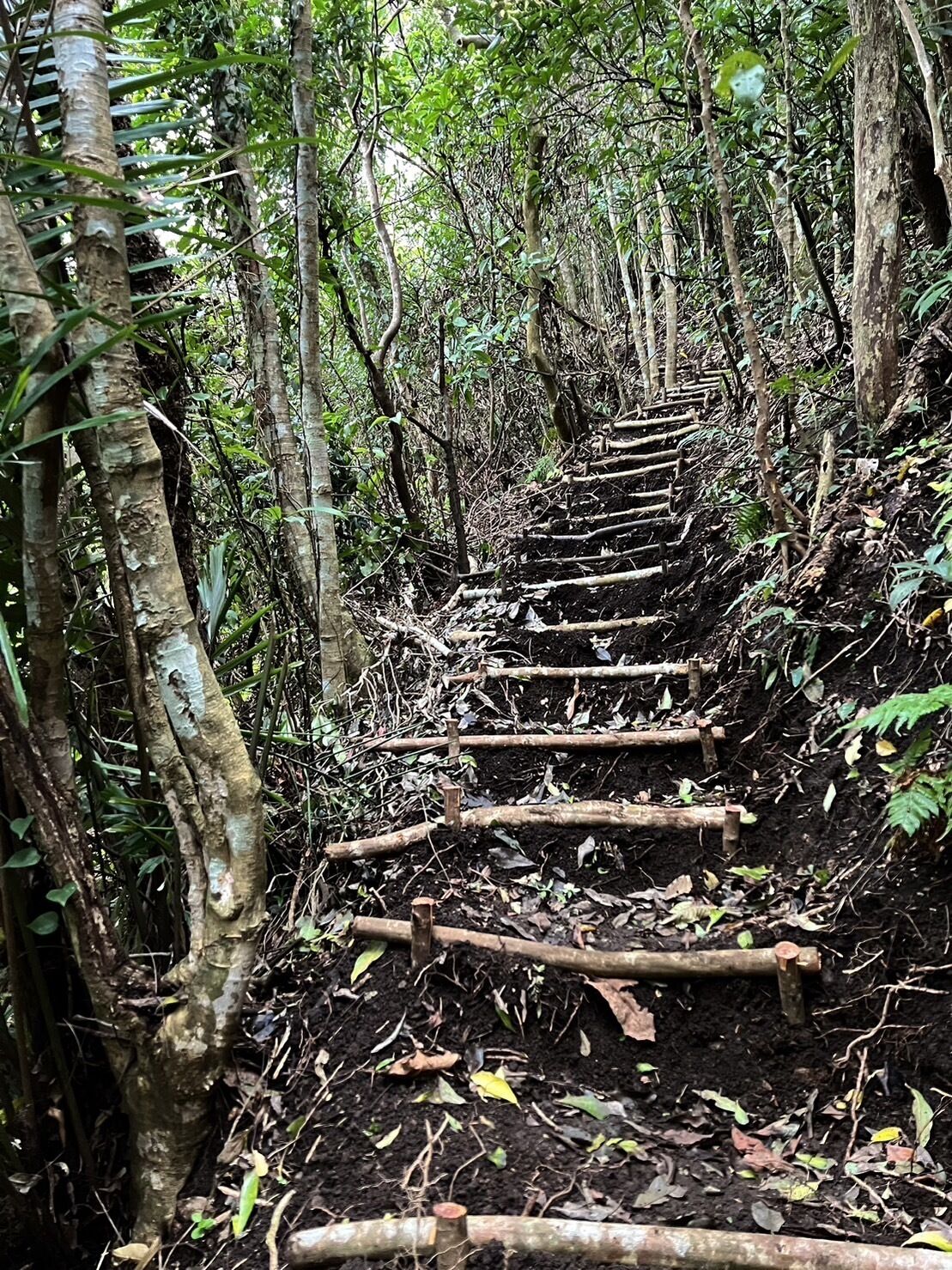 A forested path with wooden steps leading through dense vegetation.
