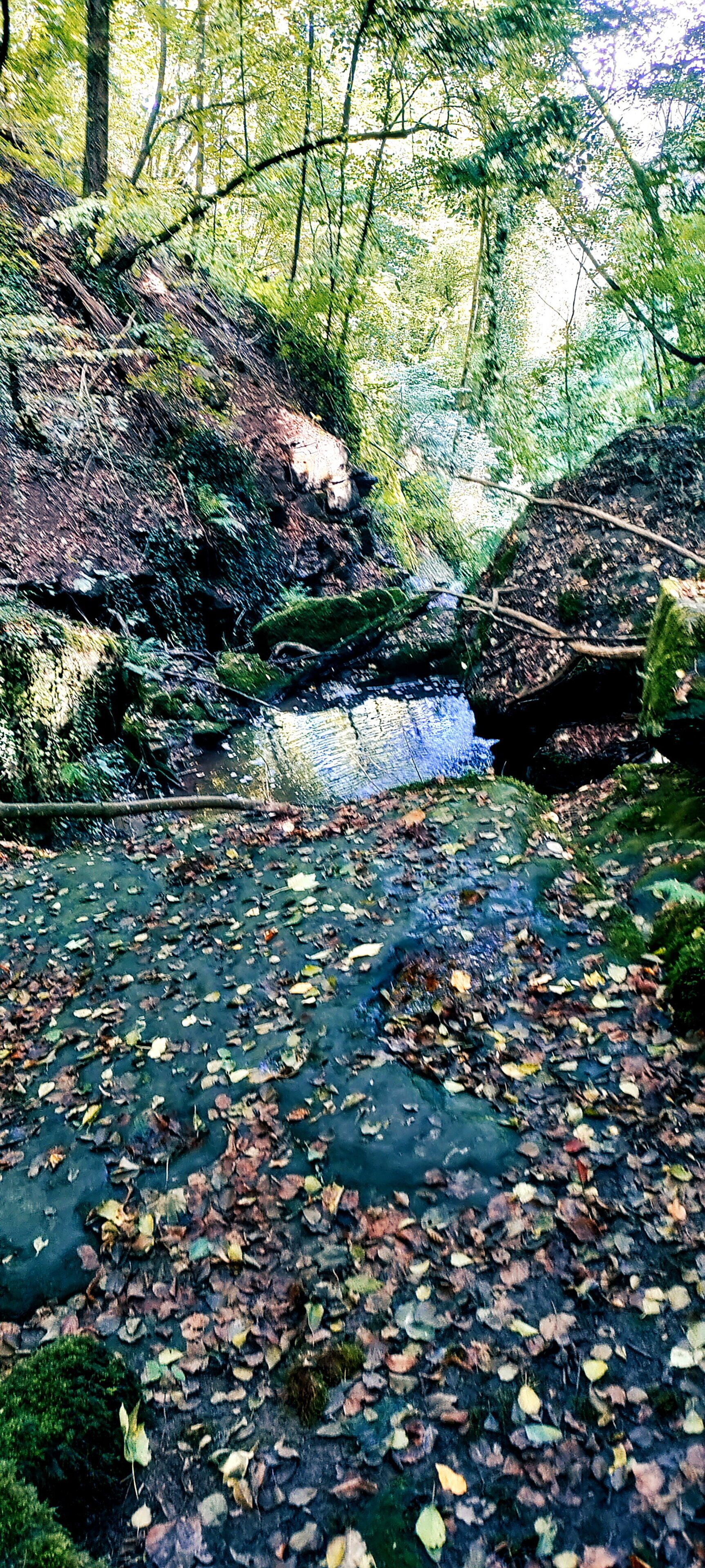 Escena natural al aire libre con un arroyo, rocas y hojas caídas.
