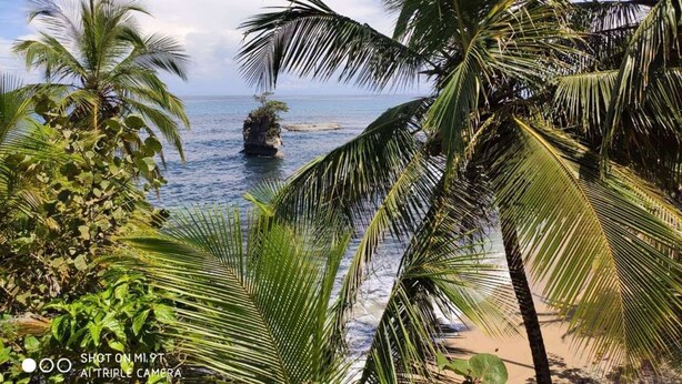 Escena de playa tropical con palmeras y un promontorio rocoso en el agua.
