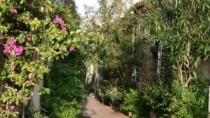 Een smal paadje omzoomd door weelderige begroeiing en bloeiende planten, dat naar een gebouw leidt.