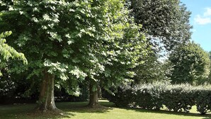 Un parque con árboles grandes y una zona verde.